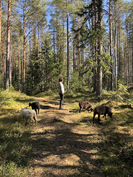 Lammashetki 60 min - Image 2